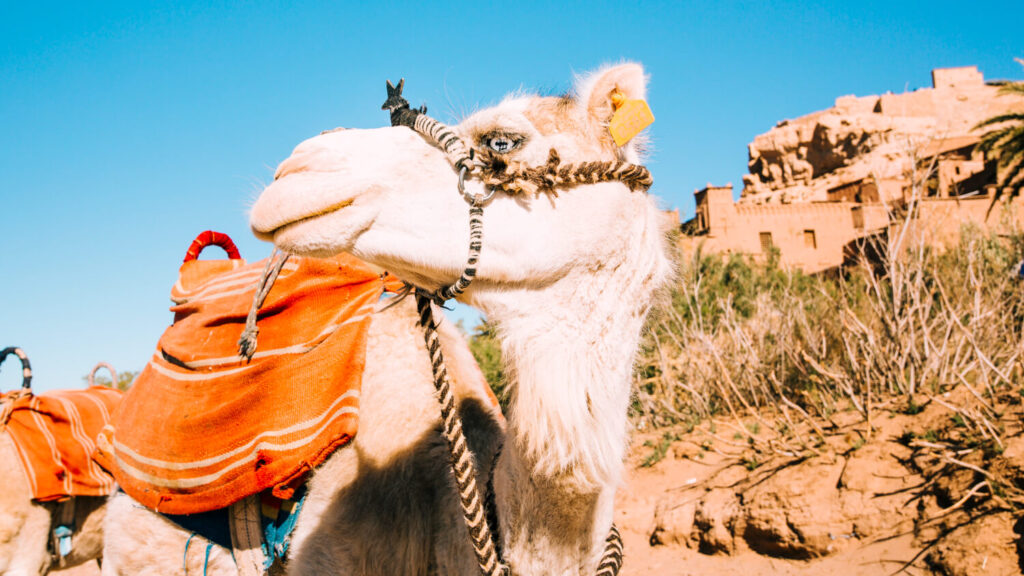 Camel Ride