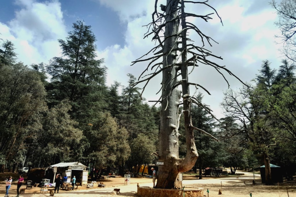 Day trip to the Middle Atlas, cedar forest, Ifrane & Azrou From Fes