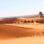 camels in sahara