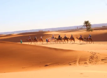 camels in sahara