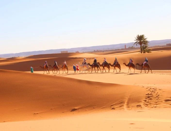 camels in sahara